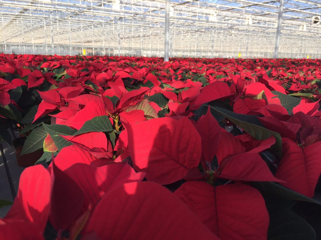NorthEdge backs Bridge Farm Nurseries MBO in first Midlands deal
